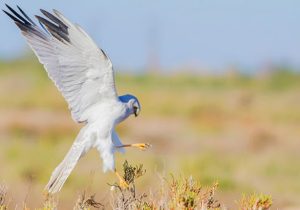 ثبت اولین رکورد «سنقر سفید» در کاشان، مراتع روستایی شادیان