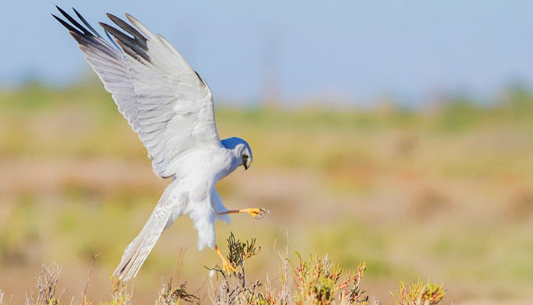 ثبت اولین رکورد «سنقر سفید» در کاشان، مراتع روستایی شادیان